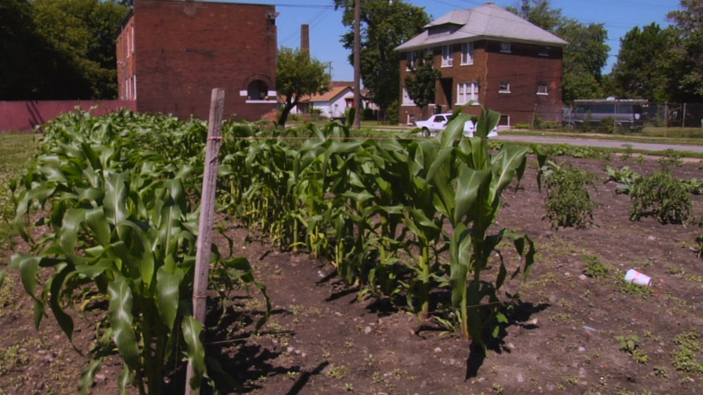 A garden