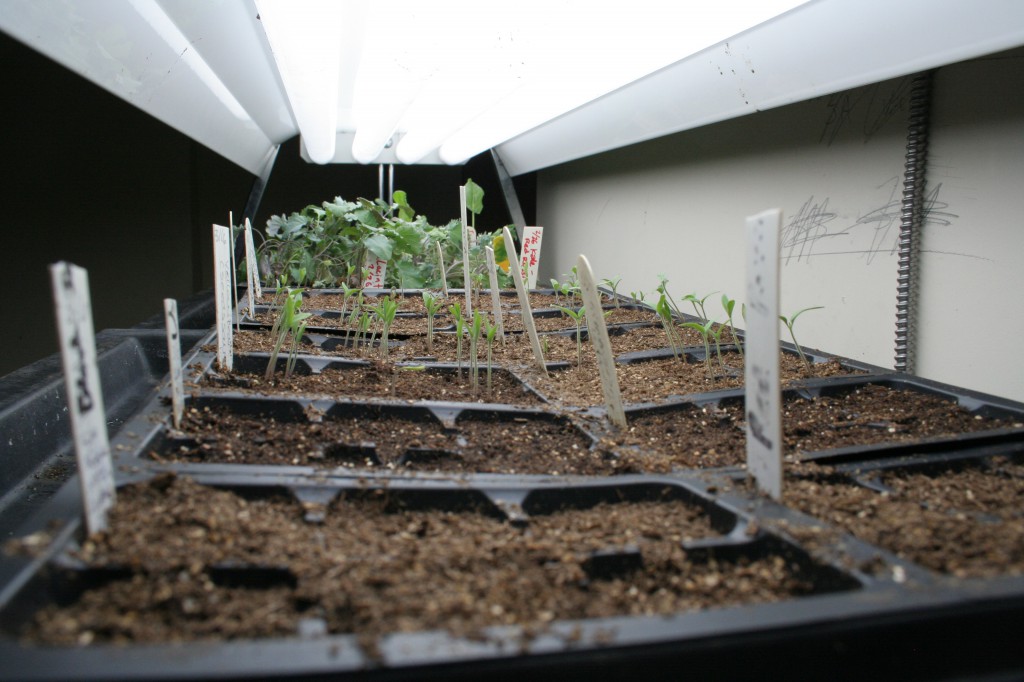 Seedlings sprouting in the basement of Dodd House, thanks to a grow light cart on loan from the Biology Department.