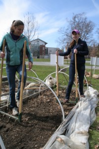 Students use the boradfork in a raised bed, in preparation for planting.