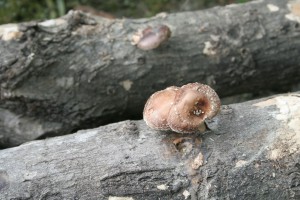 Mushroom cultivation on red maple