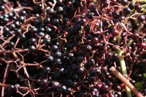 Elderberry harvest