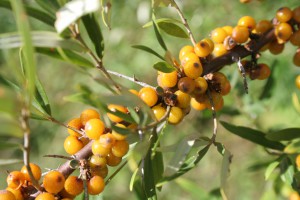 Sea berry, a nirogen-fixing tree