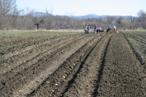 Seed potatoes await planting at Caretaker Farm in Williamstown.
