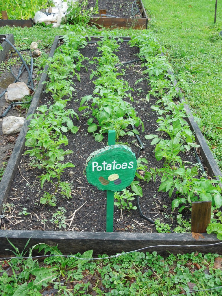 Vibrant potato plants