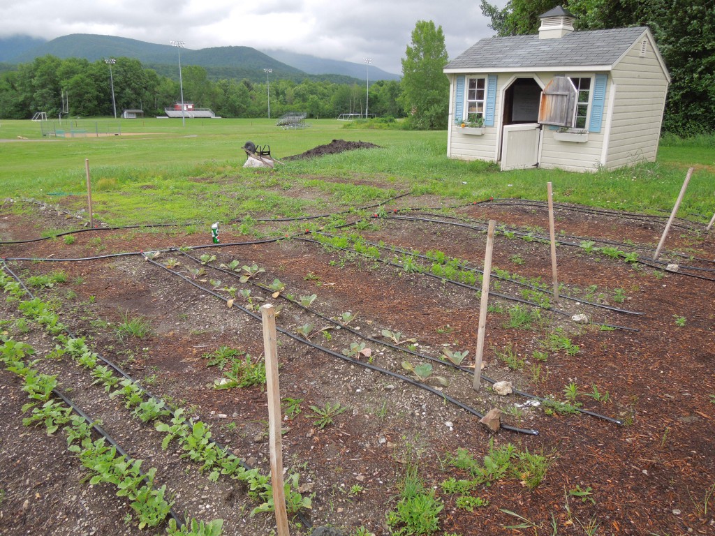 Rows of radishes, greens, and carrots in the Mount Greylock garden
