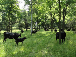 Photo by Brett Chedzoy, Agriculture and Natural Resources Educator with Cornell Cooperative Extension in Schuyer County