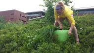 Kathryn weeding in the gardens.
