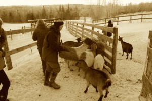 herding? goats
