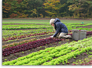 Equinox Farms