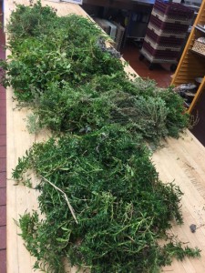 Herbs salvaged from the Envi Center herb beds in the fall
