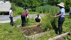 Students working in raised bed plots