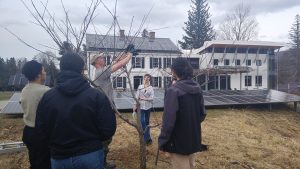 People stand around trees while one person prunes