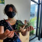 Person in mask holds a variety of air plants displayed on a branch.