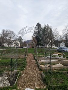 Early spring garden showing covered beds and a metal arbor