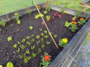 Garden plot with seedlings sprouting