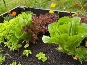 Green and red lettuce growing in a garden