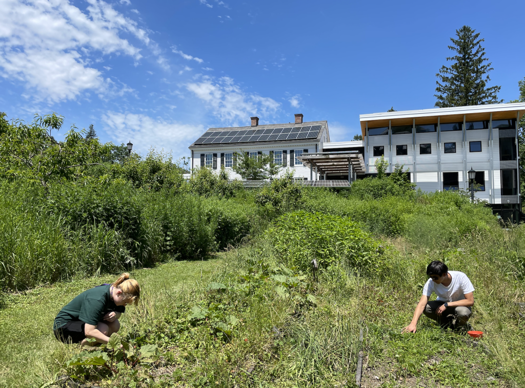Two students work in the gardens on a summer day in the midst of a lush, if overgrown meadow, fruit trees, and strawberry beds. The '66 Envi Center is in the background.