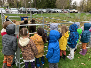 A number of small children in coats watch sheep in a pen