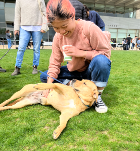 Student with hair died pink gives a tummy rub to a lab-type breed