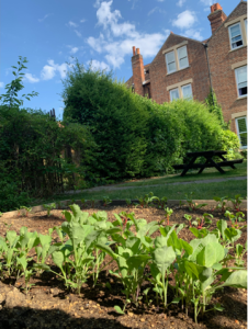 Garden growing behind hedges and a brick building