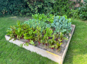 Raised bed full of produce