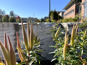 Asclepias tuberosa behind the marble blocks in front of Sawyer.