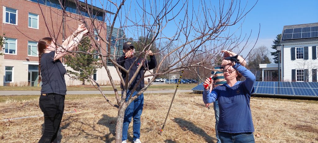  Purzycki (right) pruning trees in front of the ‘66 Environmental Center 