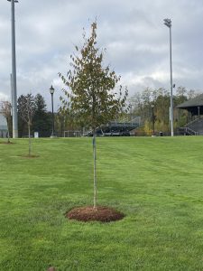 A tree surrounded by grass with stands in the back.