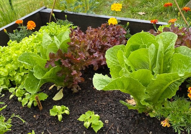 Various types of lettuce and flowers growing in a raised bed