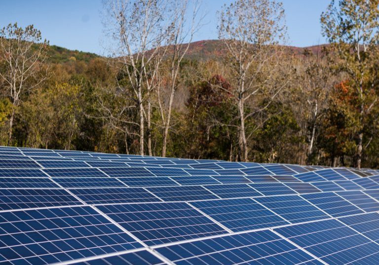 Image of solar panels in front of bare winter trees on a sunny day